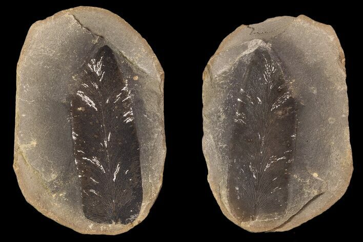 Fossil Neuropteris Seed Fern Leaf (Pos/Neg) - Mazon Creek #87711
